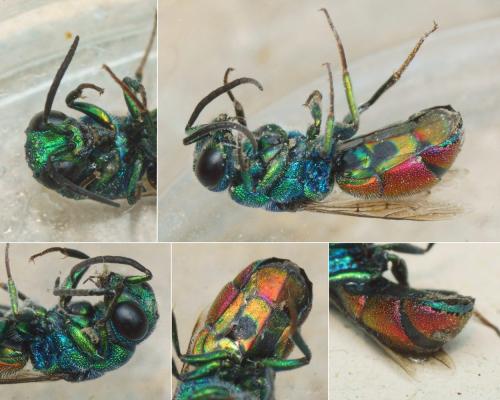 Réf. 286 353 : Chrysis analis